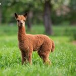 Microsoft December Update Breaks Critical IIS Servers