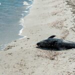 Gemini was Google’s top trending search term in 2025