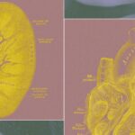 The Monero Price Hits a Wall: Why $370 is the Make-or-Break for XMR