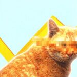 Walmart, Eli Lilly Join Growing Pushback to OKXICE Tokenized Stocks Platform