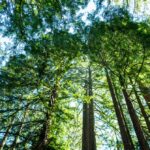 California’s Tallest and Most Iconic Trees Are Getting Heatstroke
